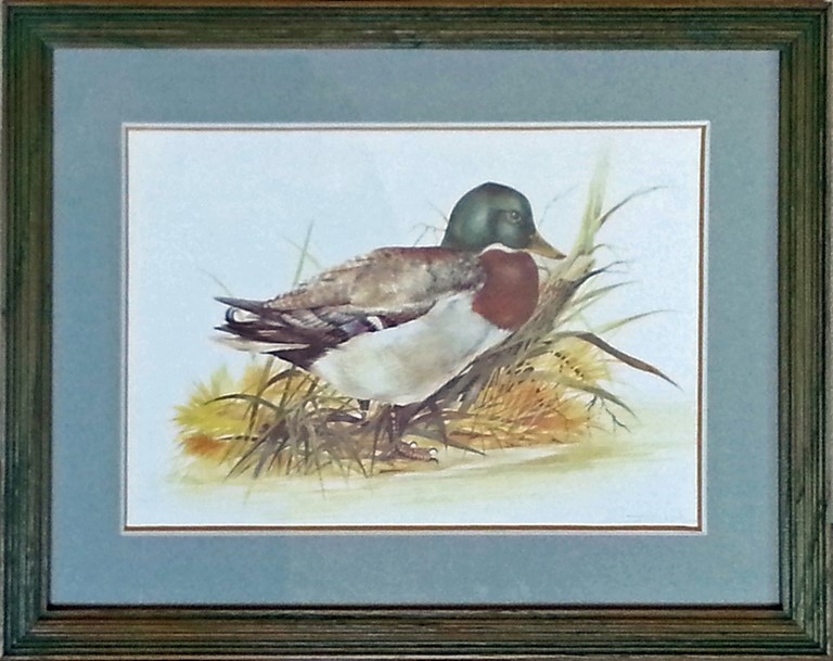 canardshelduck2