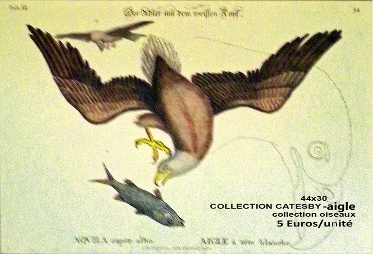 aigle