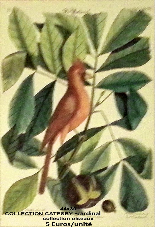 cardinal